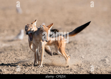 Blackbacked, chacals Canis mesomelas, combats, Kgalagadi Transfrontier Park, Afrique du Sud Banque D'Images