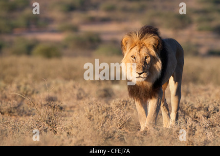 Lion, Panthera leo, Kgalagadi Transfrontier Park, Northern Cape, Afrique du Sud Banque D'Images
