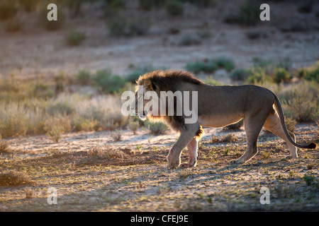 Lion, Panthera leo, Kgalagadi Transfrontier Park, Northern Cape, Afrique du Sud Banque D'Images