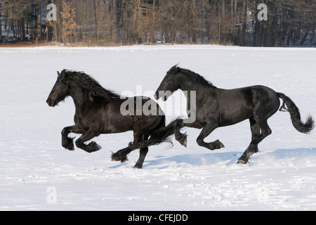 Le galop des chevaux frisons en hiver Banque D'Images