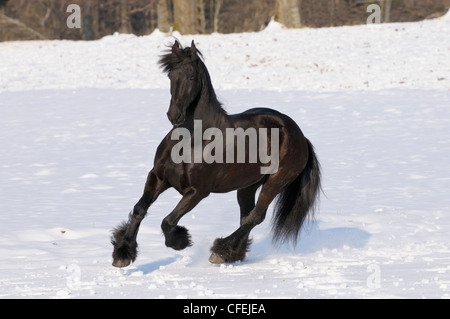 Cheval frison galoper en hiver Banque D'Images