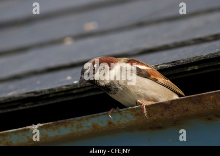 House Sparrow sur toit Banque D'Images