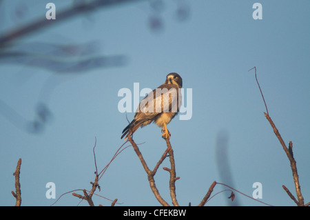 White Eyed Buzzard, un des très beaux oiseaux de proie en particulier lorsque les juvéniles. Banque D'Images