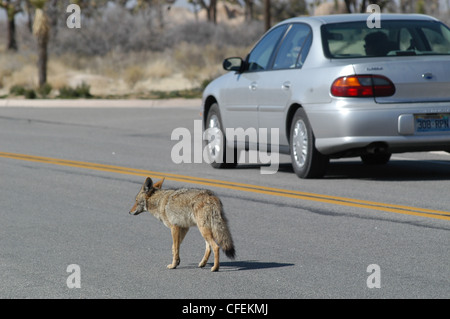 Coyote sur road Joshua Tree National Park en Californie Banque D'Images