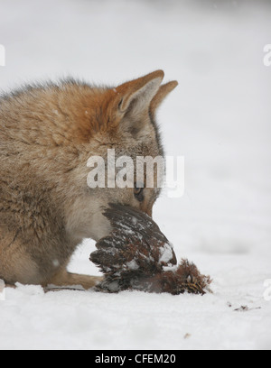 Le coyote chasse en neige avec Colin de proie en Ohio Banque D'Images