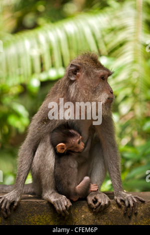 La mère et l'enfant Long-Tailed macaque à la forêt des singes sacrés à Ubud, Bali Banque D'Images