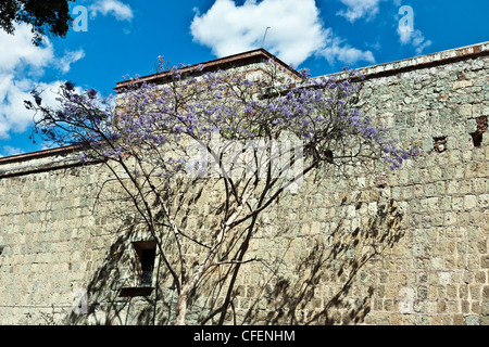 Jacaranda arbre en fleur à l'ancienne église de mur vert d'Oaxacan cantera pierre sur une belle journée de printemps ensoleillée Oaxaca Mexique Banque D'Images