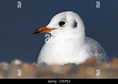 Mouette noir plumage d'hiver Banque D'Images