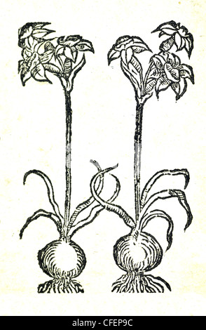 illustration botanique du xviiie siècle avec bois. Plantes pour la médecine - Narcisse Banque D'Images