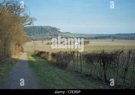 Vue sur Denbies Wine Estate, près de Dorking, Surrey, Angleterre. Banque D'Images