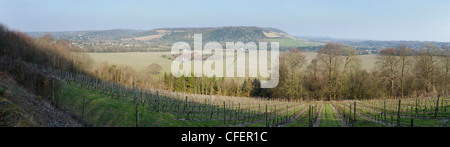 Vue panoramique sur Denbies Wine Estate, près de Dorking, Surrey, Angleterre. Banque D'Images