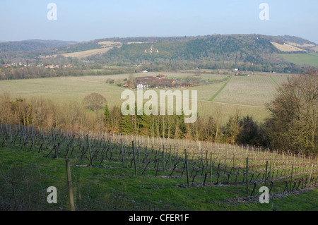 Vue sur Denbies Wine Estate, près de Dorking, Surrey, Angleterre. Banque D'Images