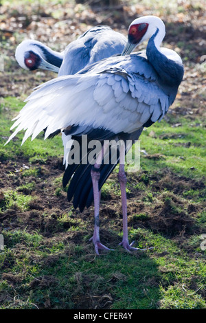 Une paire de grue à cou blanc (Grus vipio plumes nettoyage Banque D'Images