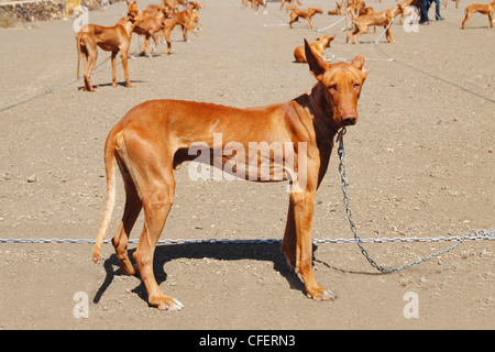 Les chiens de chasse Canario Podenco Podenco au dog show sur Fuerteventura, Îles Canaries, Espagne Banque D'Images