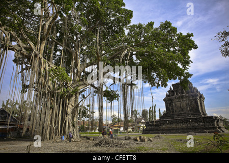 Près de Temple Borobudur Java (UNESCO), l'Indonésie, du Pacifique Sud, l'Asie. Banque D'Images