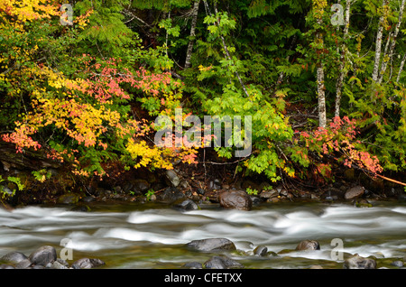 Les érables de vigne dans couleurs d'automne le long de la rivière du nord de l'Oregon à Santiam Cascades. Banque D'Images
