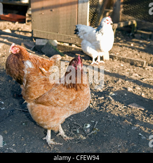 Bovans Goldline poules hybrides dans une cour coop. Banque D'Images