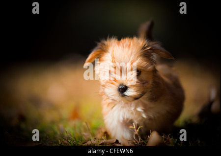 Un chiot mignon d'exécution sur l'herbe Banque D'Images