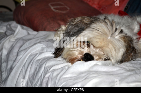 Cute maltese shih tzu reposant Banque D'Images