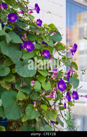 Bleu et Violet Morning Glory, Ipomoea purpurea Banque D'Images