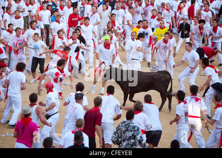 Ring Vaquilla (petite vache), Encierro dans la Plaza de Toros, San Fermin Fiesta, Pamplona, Navarra, Espagne, Europe Banque D'Images