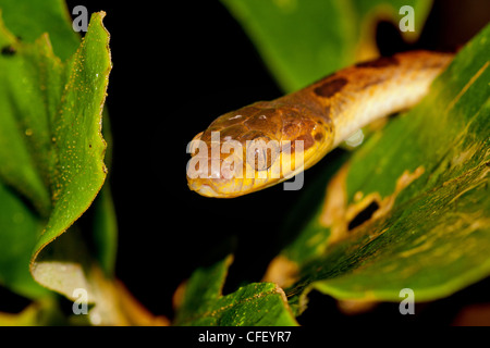 Cat-Eyed serpent dans les arbres Banque D'Images