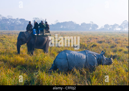 Les touristes sur un éléphant devant un rhinocéros indien (Rhinoceros unicornis), Parc national de Kaziranga, Assam, Inde Banque D'Images