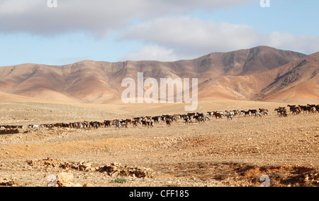 Troupeau de chèvres sur Fuerteventura, Îles Canaries, Espagne Banque D'Images