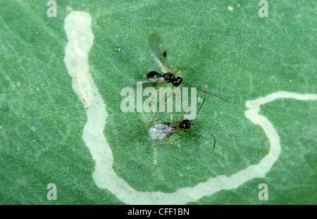 Guêpe parasite (Dacnusa sibirica) adultes sur feuilles avec des mines larvaires de feuilles Banque D'Images