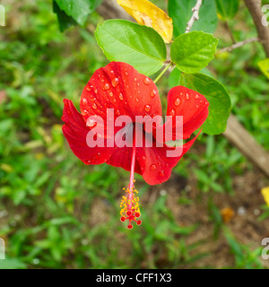 Hibiscus rouge fleur tropicale, à journée ensoleillée Banque D'Images