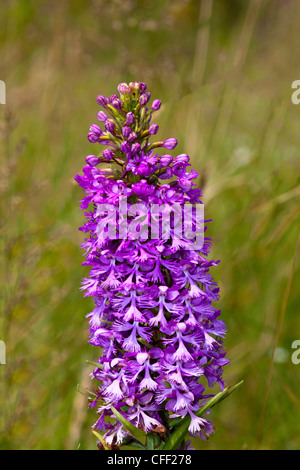 Purple Fringed Orchid Platanthera grandiflora),( Banque D'Images