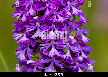 Purple Fringed Orchid Platanthera grandiflora),( Banque D'Images