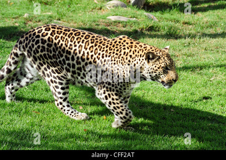 Leopard en captivité (Panthera pardus), Cango Wildlife Ranch près de Oudtshoorn, Western Cape, Afrique du Sud Banque D'Images