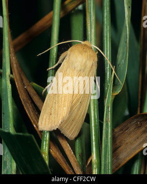 Mythimna pallens commun (lambris) prairies espèce d'adultes Banque D'Images