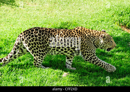 Leopard en captivité (Panthera pardus), Cango Wildlife Ranch près de Oudtshoorn, Western Cape, Afrique du Sud Banque D'Images