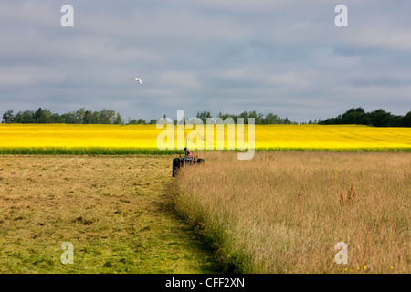 Farmer fenaison en face du champ de colza en fleur, Guernsey Cove, Prince Edward Island, Canada Banque D'Images