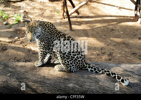 Leopard en captivité (Panthera pardus), Cango Wildlife Ranch près de Oudtshoorn, Western Cape, Afrique du Sud Banque D'Images