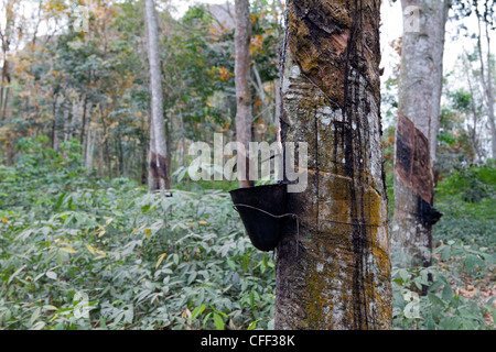 La collecte d'un latex de caoutchouc taraudés,arbre,Dukoue ,Côte d'Ivoire Côte d'Ivoire, Afrique de l'Ouest Banque D'Images