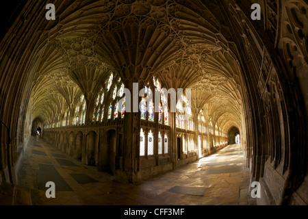 14e siècle dans le grand saut du ventilateur, cloître de la cathédrale de Gloucester, Gloucester, Gloucestershire, Angleterre, Royaume-Uni Banque D'Images