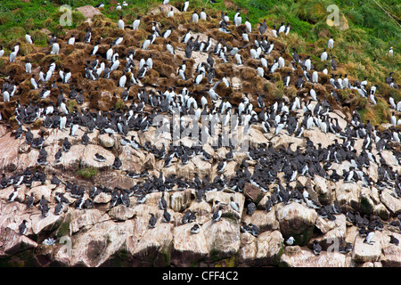 Les Guillemots marmettes, (Uria aalge) nichant sur l'île Gull, la réserve écologique de Witless Bay, Terre-Neuve, Canada Banque D'Images