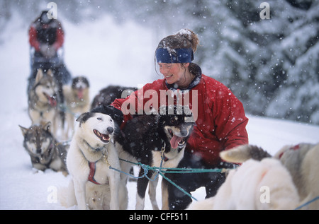 Dogsledder & son équipe de chiens Alaskan Husky, parc provincial Wells Gray, British Columbia, Canada. Banque D'Images