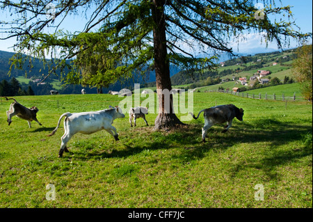 Jeunes bovins qui paissent dans les pâturages, l'Alto Adige, le Tyrol du Sud, Italie Banque D'Images