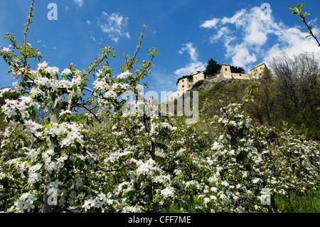 Pommiers en fleurs en face du château Sigmundskron, Vinschgau, Alto Adige, le Tyrol du Sud, Italie, Europe Banque D'Images