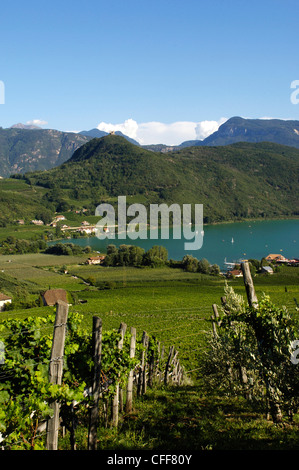 Vignes autour du lac Kalterer, Bozen, Alto Adige, le Tyrol du Sud, Italie Banque D'Images