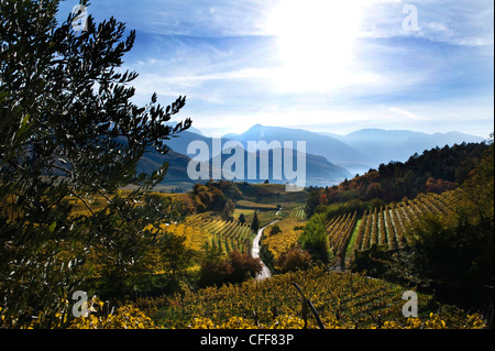 Vignobles dans la lumière du soleil à l'automne, de Caldaro an der Weinstrasse, Tyrol du Sud, l'Alto Adige, Italie, Europe Banque D'Images