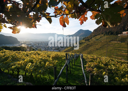 Vignobles autour du village de St Madgalena en automne, le Tyrol du Sud, l'Alto Adige, Italie, Europe Banque D'Images