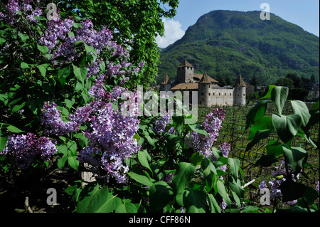 Lilas en fleurs en face de Maretsch castle, Bolzano, le Tyrol du Sud, l'Alto Adige, Italie, Europe Banque D'Images