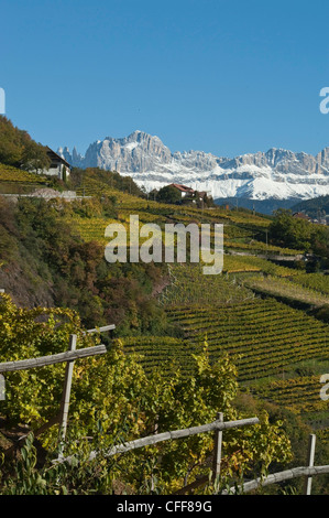 Vignes en face de montagnes en automne, Dolomites, Tyrol du Sud, Italie, Europe Banque D'Images