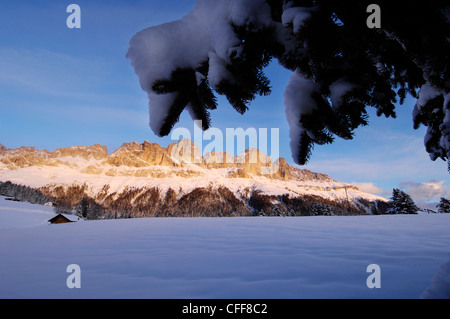 Sapins couverts de neige et de montagnes au coucher du soleil, Dolomites, Tyrol du Sud, l'Alto Adige, Italie, Europe Banque D'Images