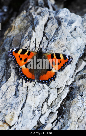 Papillon sur un rocher, le Tyrol du Sud, l'Alto Adige, Italie, Europe Banque D'Images